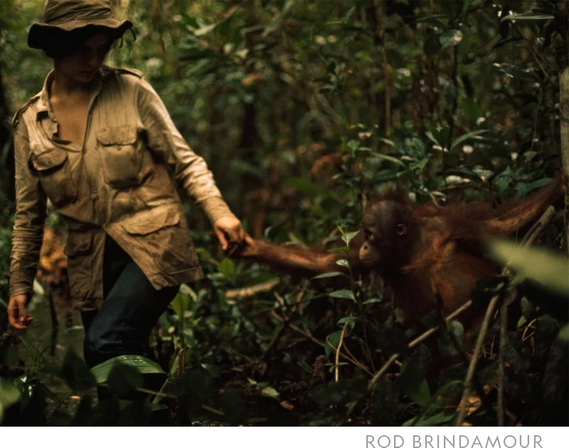 Primatologist Biruté Galdikas holds hand with an orphaned orangutan helper as they look for wild orangutans in Borneo in 1975.