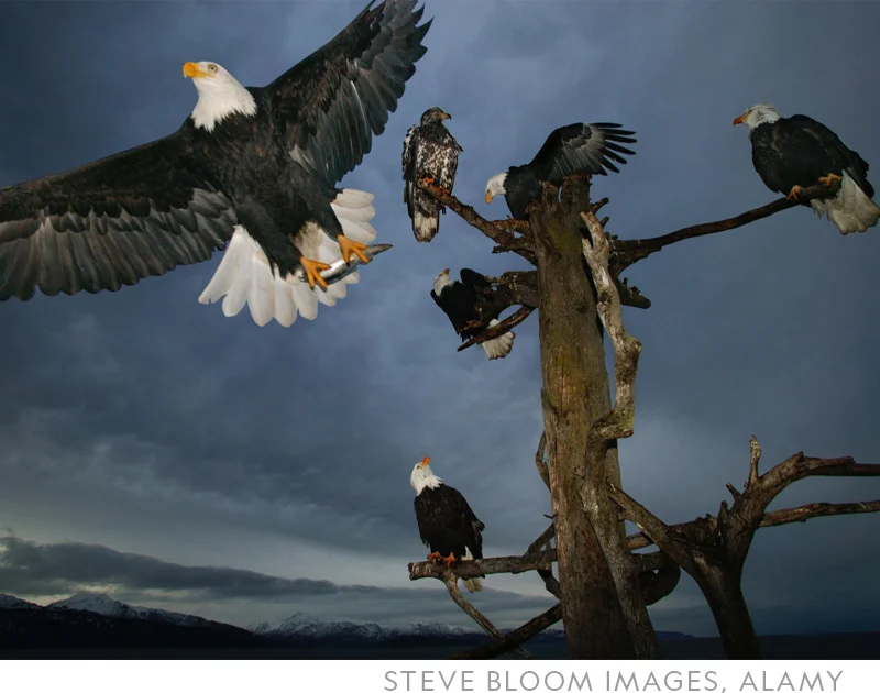 Bald eagles roost in a tree against dark clouds in Alaska.