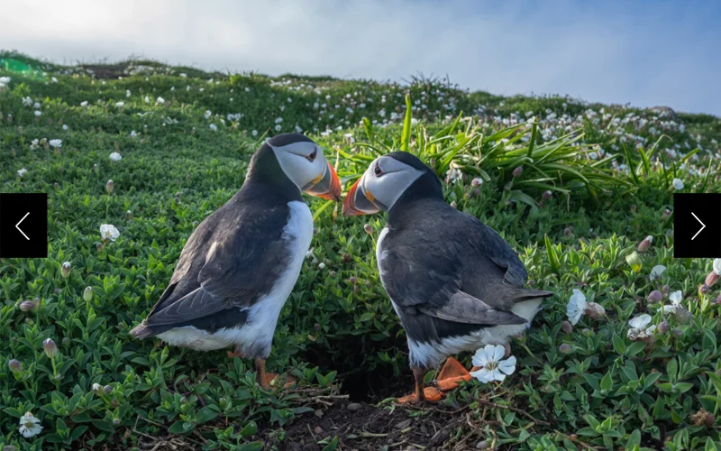 Atlantic puffins pair stand outside a nest burrow on Skomer Island in Pembrokeshire, Wales, United Kingdom.