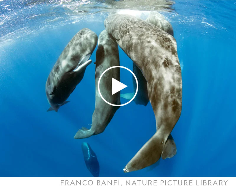 Sperm whales swim off the coast of Dominica, where, in July 2023, Project CETI scientists witnessed a rare event: the birth of a calf.