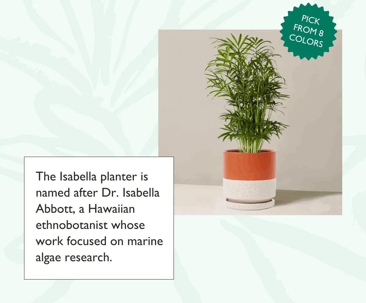 The Isabella planter is named after Dr. Isabella Abbott, a Hawaiian ethnobotanist whose work focused on marine algae research.