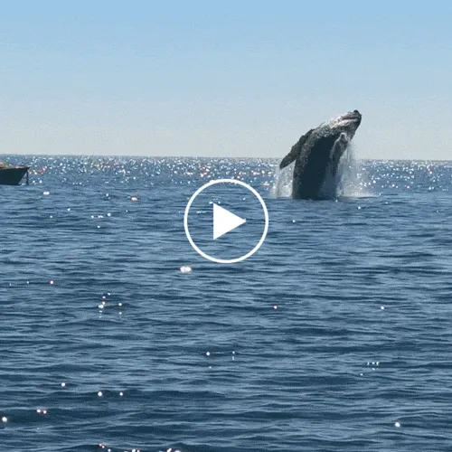 A short video of whales breaching and kayakers with sea lions and dolphins