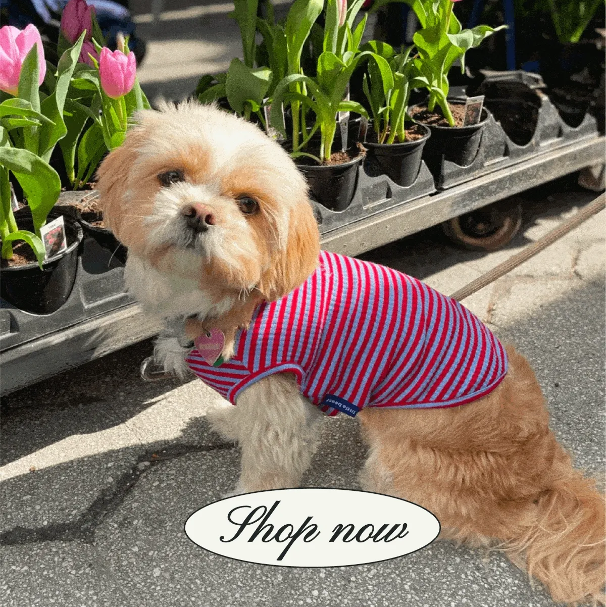 Shop the Sale
