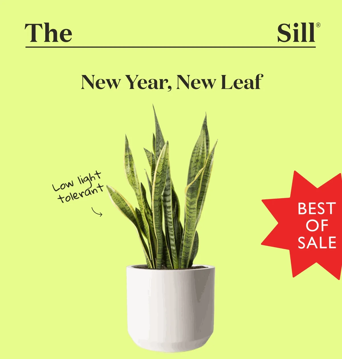New Year, New Leaf: Up to 50% Off Bestsellers