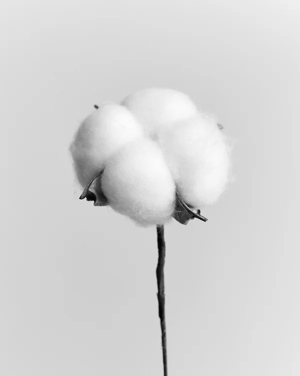 Image | Cotton