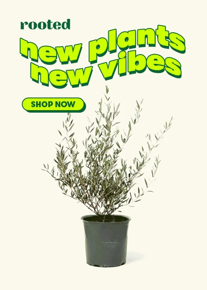 Shop New Arrivals