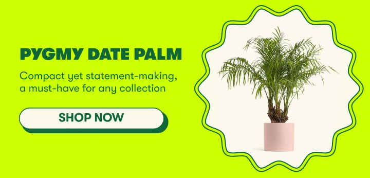Pygmy date palm