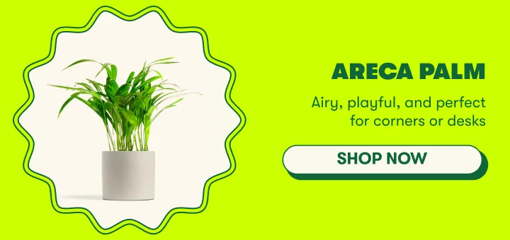 Areca Palm