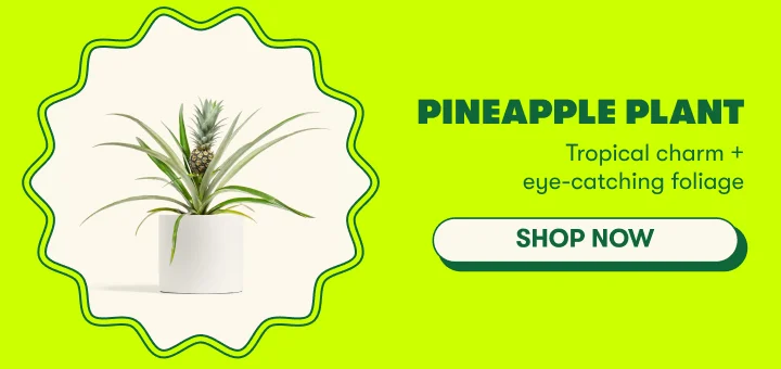 Pineapple Plant