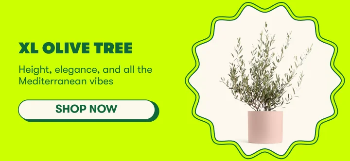 XL Olive Tree