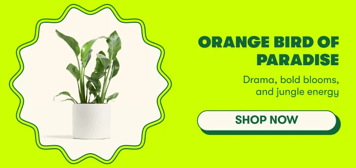 Orange Bird of Paradise