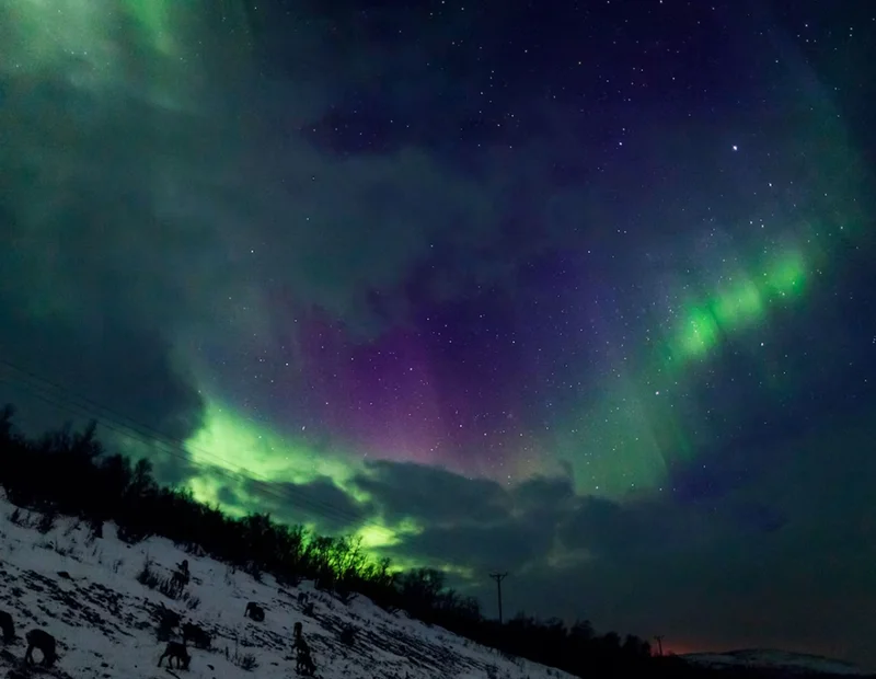 green, whispy colors in the night sky over a snowy landscape with reindeer