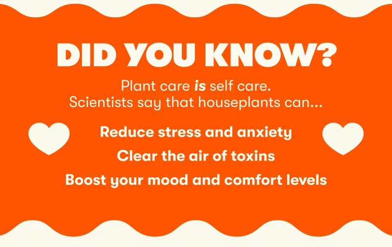Did You Know? Plant care is self care. Scientists say that houseplants can...    Reduce stress and anxiety, Clear the air of toxins, Boost your mood and comfort levels