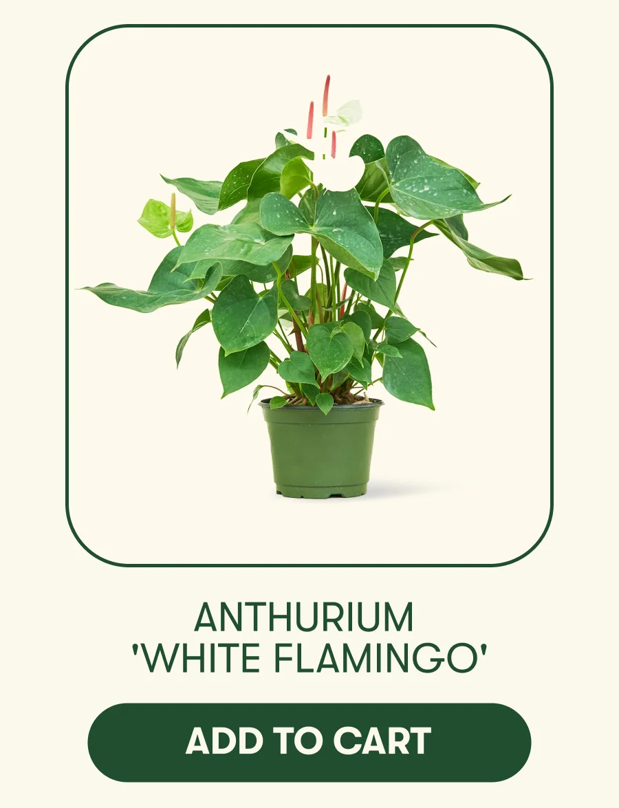 Anthurium 'White Flamingo' - Add To Cart