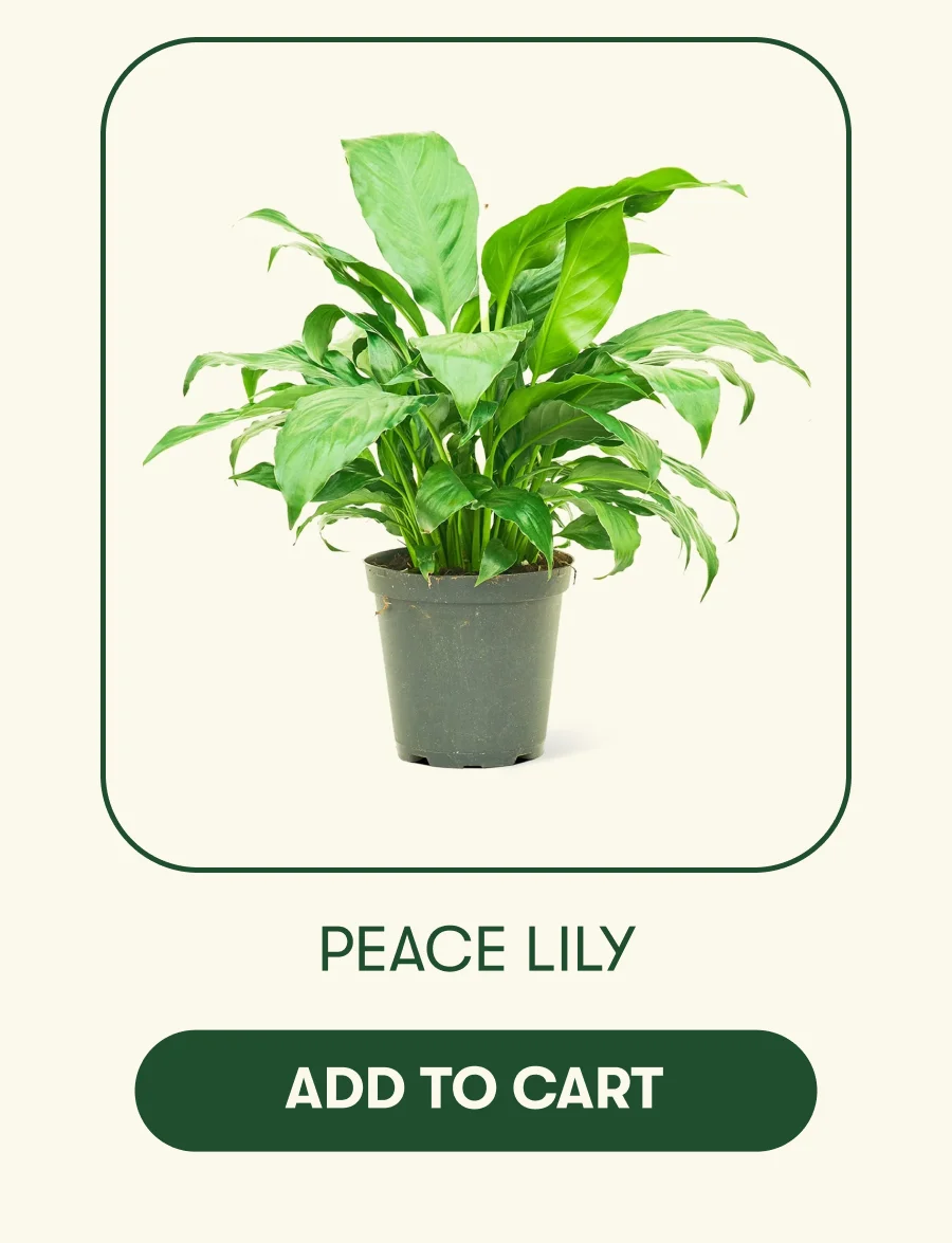 Peace Lily - Add To Cart