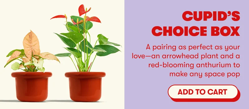 Cupid’s Choice Box | A pairing as perfect as your love—an arrowhead plant and a red-blooming anthurium to make any space pop [ADD TO CART]