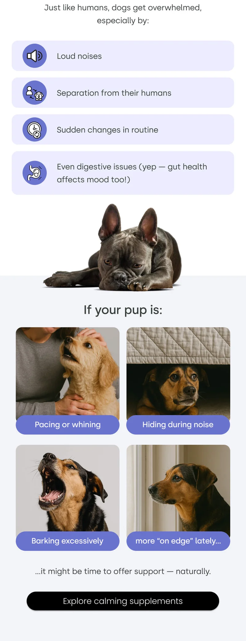 Just like humans, dogs get overwhelmed - Explore calming & gut supplements