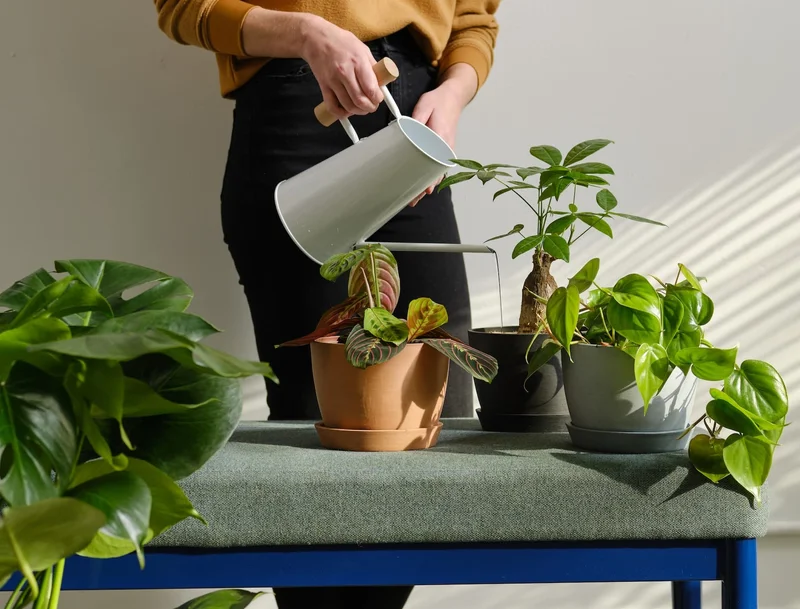 watering plants on bench