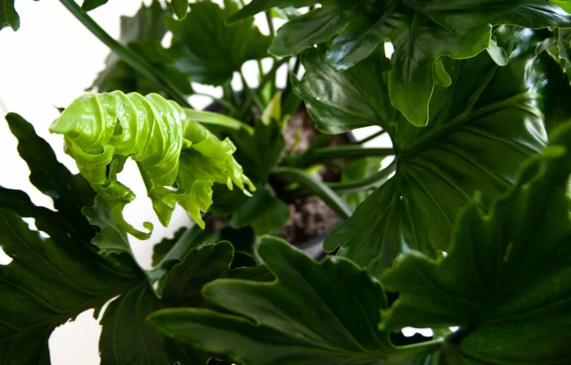 new growth on plant