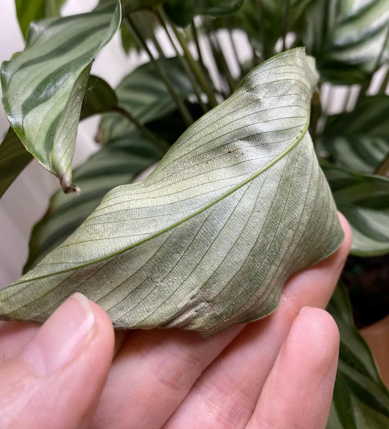 dry plant