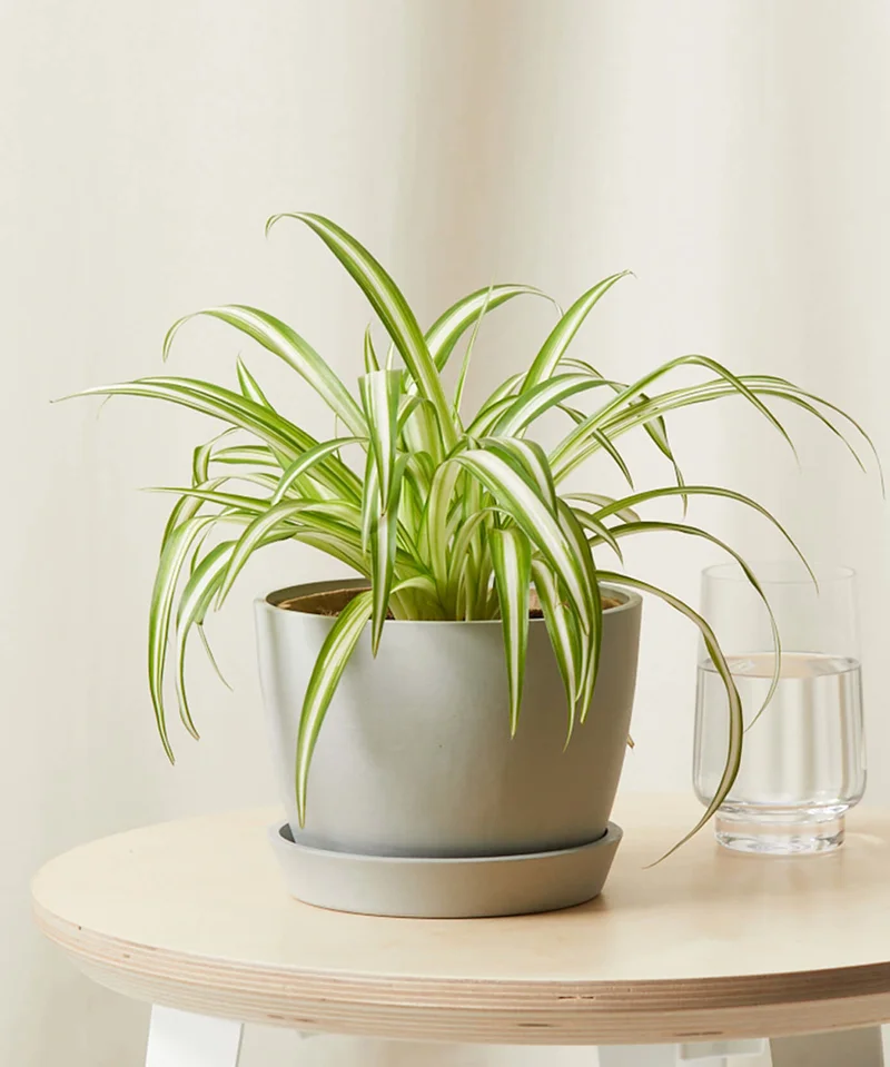 Image of Spider Plant