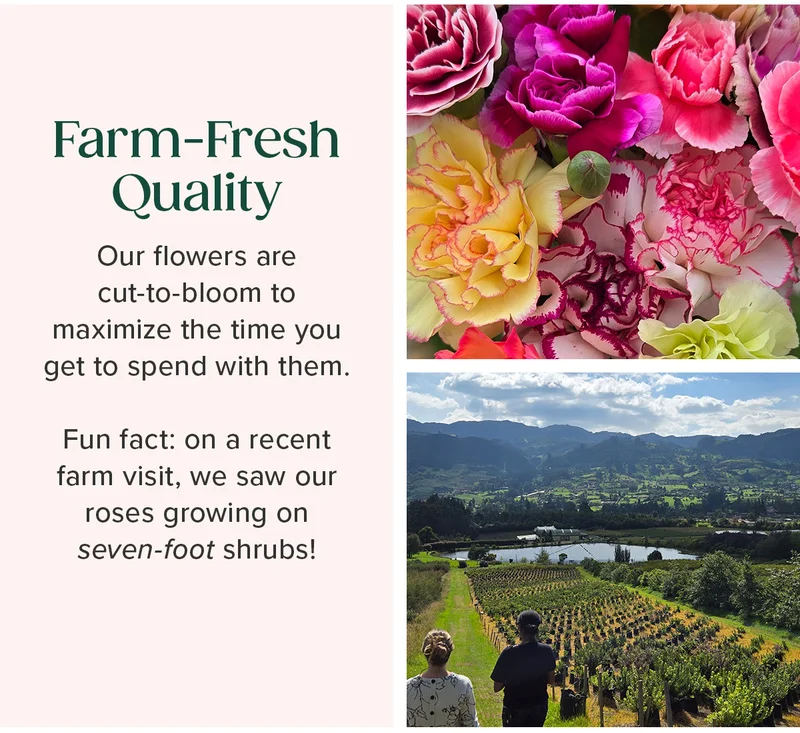 Farm-Fresh Quality. Our flowers are cut-to-bloom to maximize the time you get to spend with them. Fun fact: on a recent farm visit, we saw our roses growing on seven-foot shrubs!