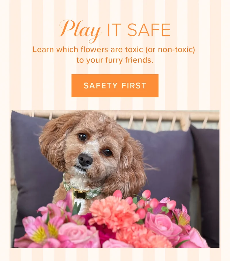 Play&nbsp;It Safe. Learn which flowers are toxic (or non-toxic) to your furry friends. Safety First.