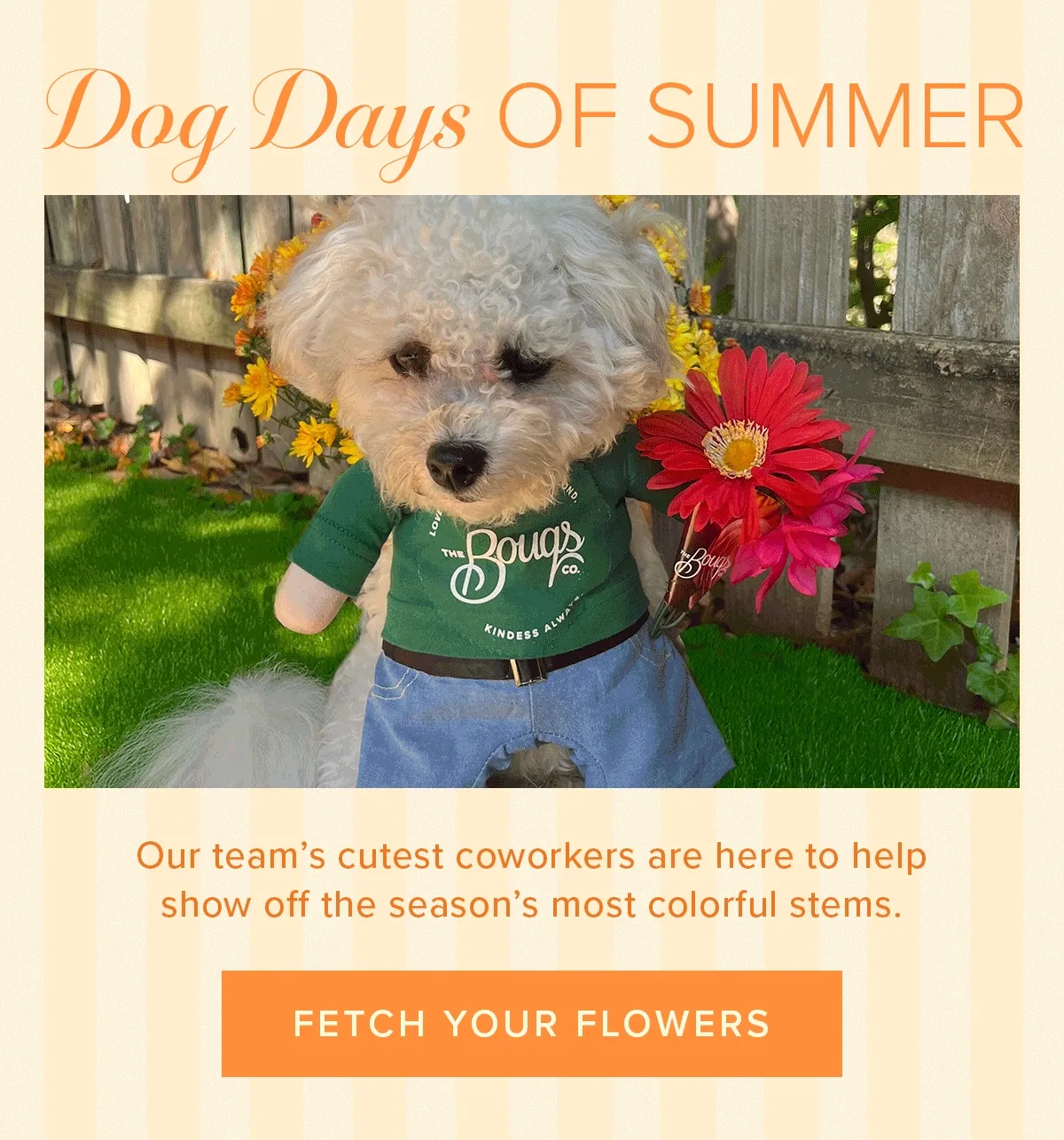Dog Days of Summer! Our team’s cutest coworkers are here to help show off the season’s most colorful stems. FETCH YOUR FLOWERS