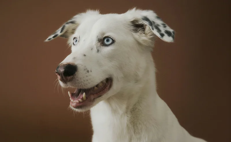 From chewed up tennis shoes and bathroom accidents, living with dogs can be a challenge.