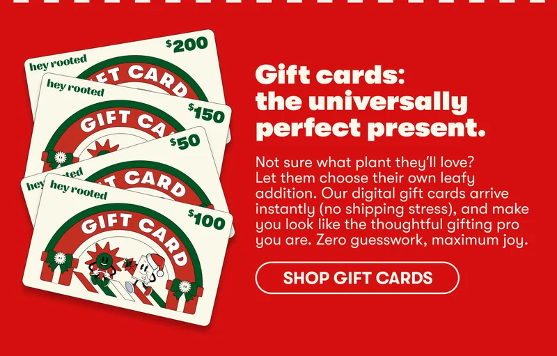shop gift cards