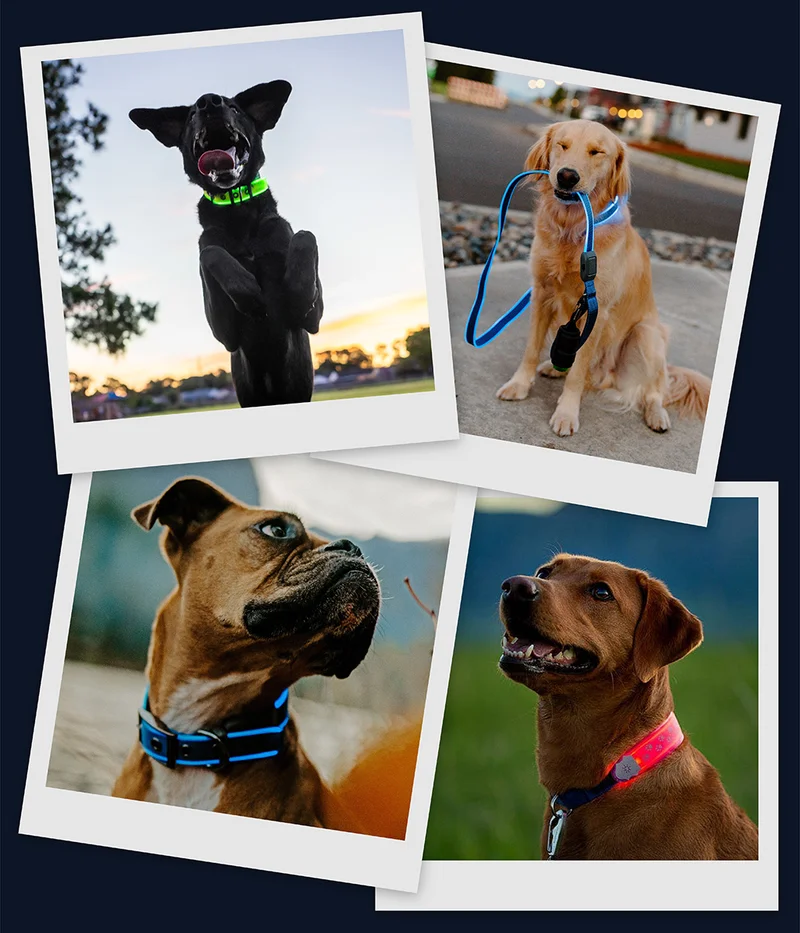 NiteDog product collage