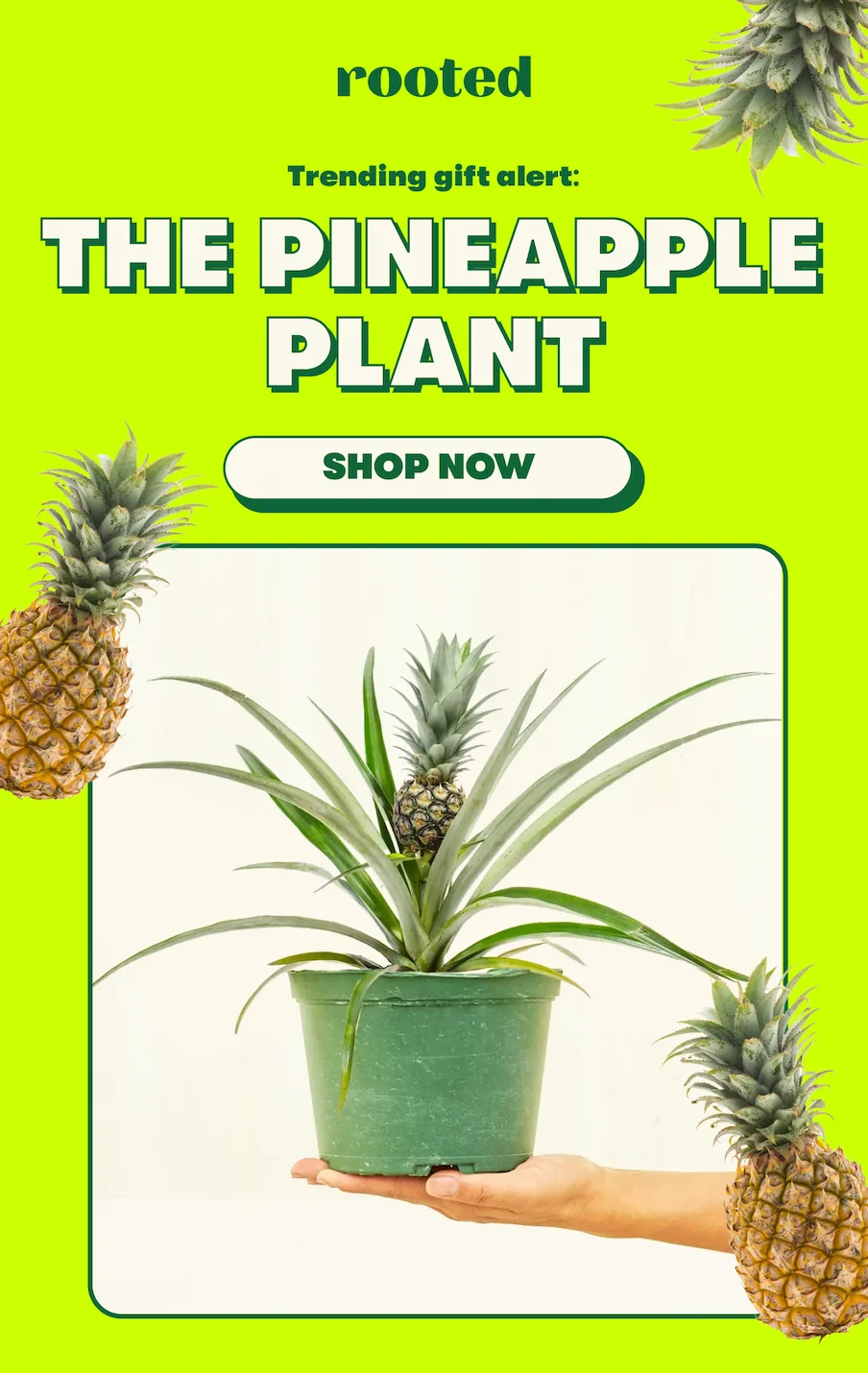 trending gift - the pineapple plant