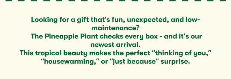 trending gift - the pineapple plant