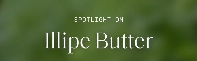 Spotlight on Illipe Butter