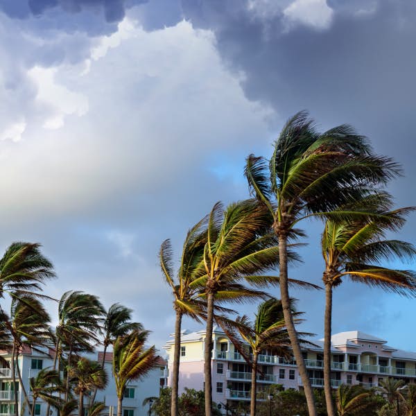 Palm trees blowing in stormy winds