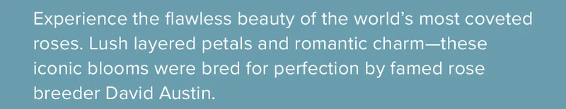 Experience the flawless beauty of the world’s most coveted roses. Lush layered petals and romantic charm—these iconic blooms were bred for perfection by famed rose breeder David Austin. Shop Now