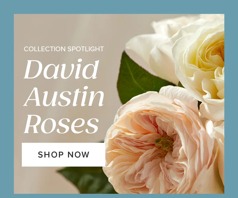 Collection Spotlight: David Austin Roses!