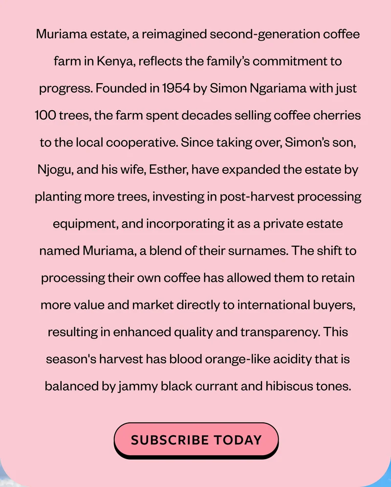 Muriama estate, a reimagined second-generation coffee farm in Kenya, reflects the family’s commitment to progress. Founded in 1954 by Simon Ngariama with just 100 trees, the farm spent decades selling coffee cherries to the local cooperative. Since taking over, Simon’s son, Njogu, and his wife, Esther, have expanded the estate by planting more trees, investing in post-harvest processing equipment, and incorporating it as a private estate named Muriama, a blend of their surnames. The shift to processing their own coffee has allowed them to retain more value and market directly to international buyers, resulting in enhanced quality and transparency. This season's harvest has blood orange-like acidity that is balanced by jammy black currant and hibiscus tones.