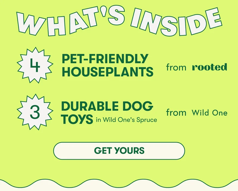 What's Inside: Four pet-friendly houseplants & a trio of durable dog toys in Wild One's Spruce. Get Yours