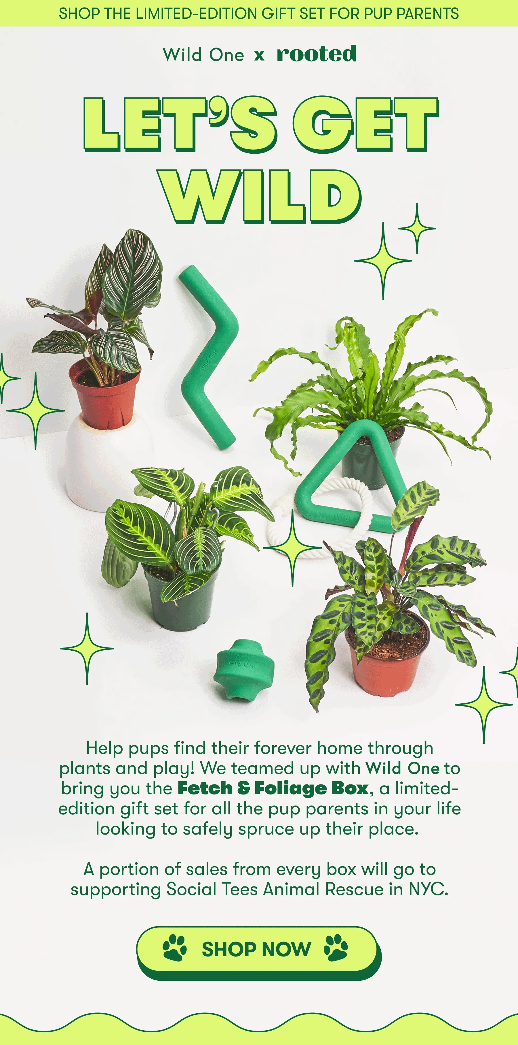 Rooted x Wild One. Let's get wild! Help pups find their forever home through plants and play! We teamed up with Wild One [use their font] to bring you the Fetch & Foliage Box, a limited-edition gift set for all the pup parents in your life looking to safely spruce up their place. A portion of sales from every box will go to supporting Social Tees Animal Rescue in NYC. Shop now