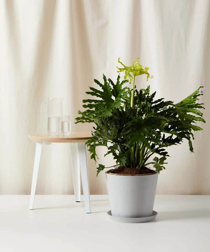 Image of Philodendron Hope Selloum