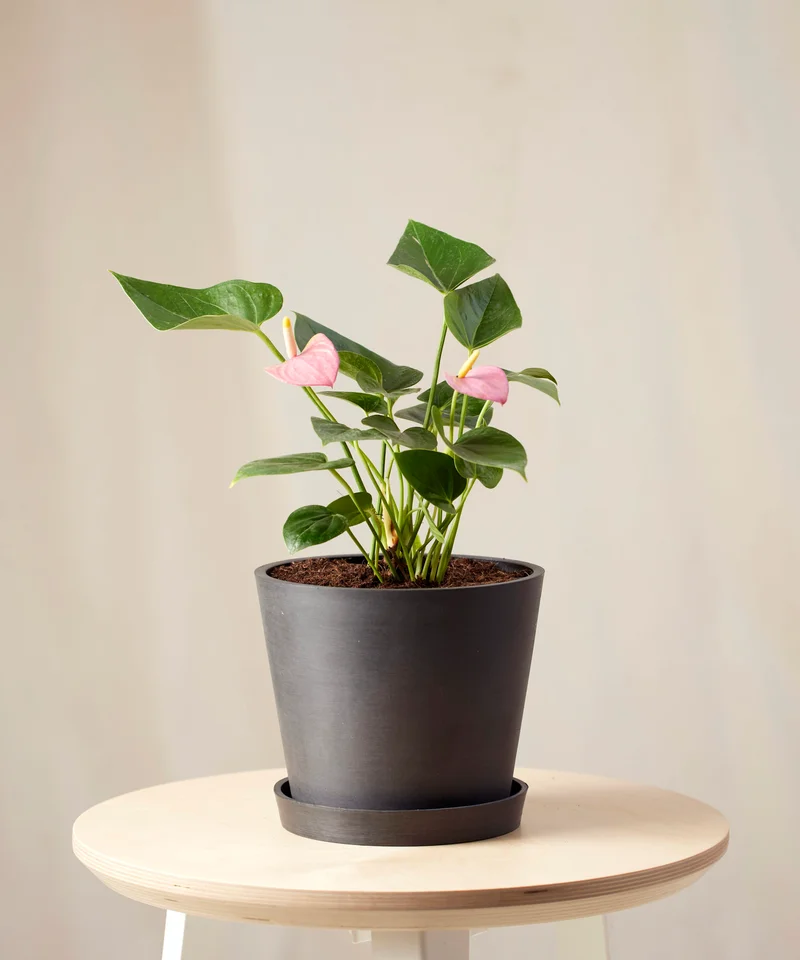Image of Pink Anthurium