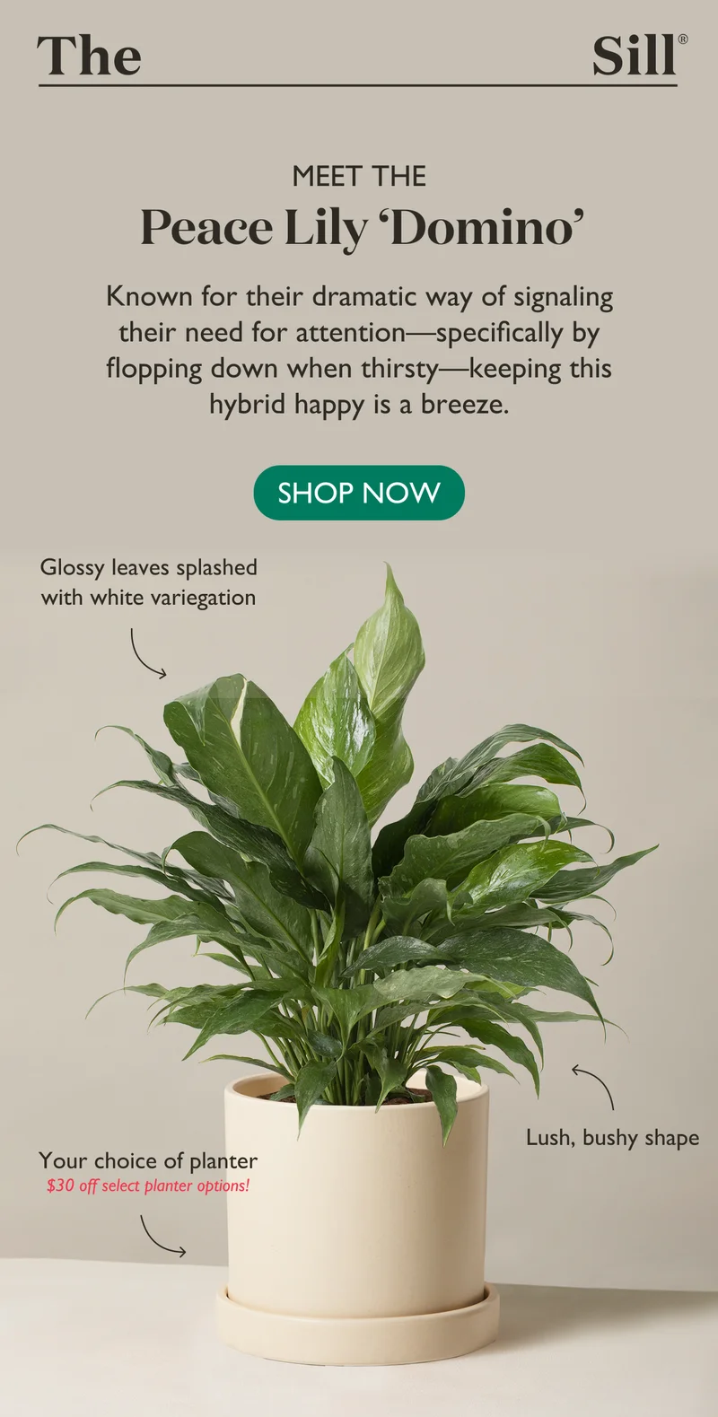 Meet The Peace Lily Domino - Shop Now!