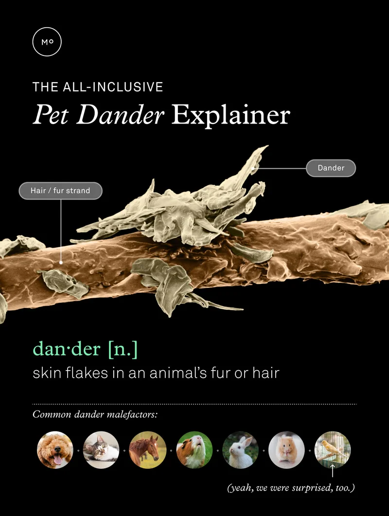The all inclusive pet dander explainer