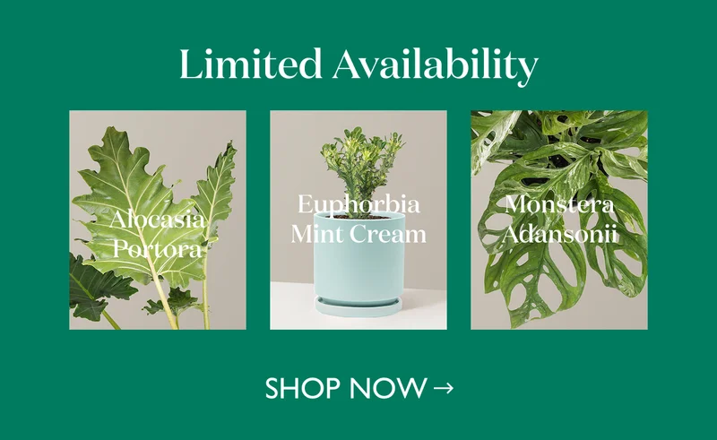 Limited Availability