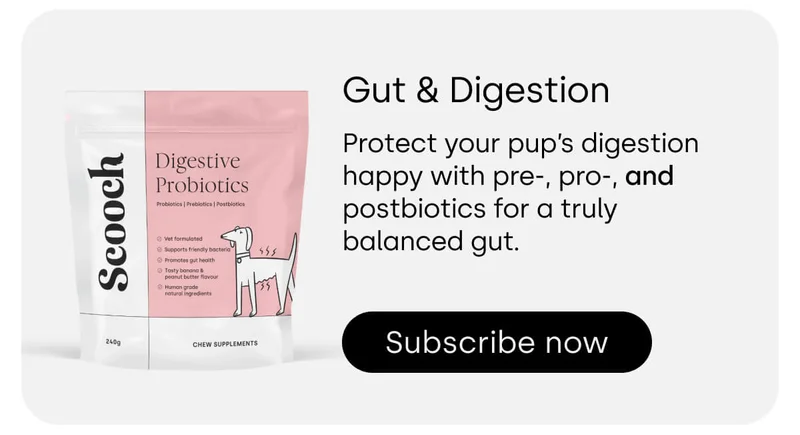 Gut & Digestion - Subscribe now