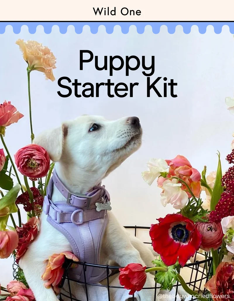 puppy starter kit
