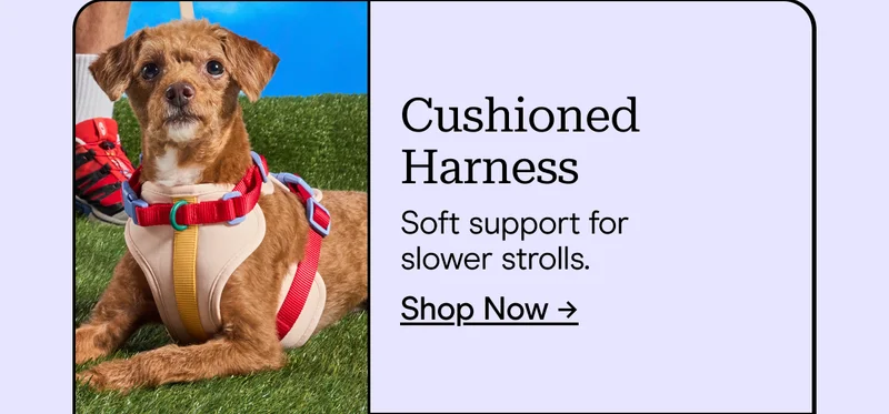 Cushioned Harness Soft support for slower strolls. Shop Now →