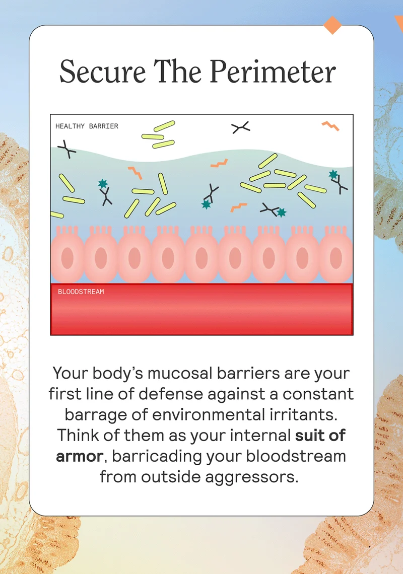 Secure The Perimeter. Your body’s mucosal barriers are your first line of defense against a constant barrage of environmental irritants. Think of them as your internal suit of armor, barricading your bloodstream from outside aggressors.