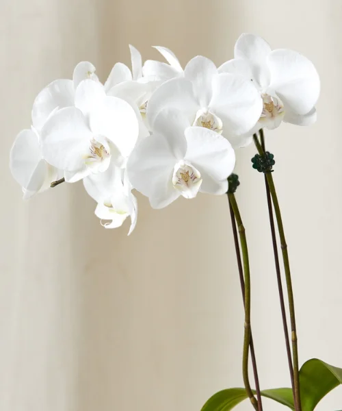 Image of 2 ft White Orchid